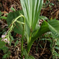 Geodorum densiflorum (Lam.) Schltr.